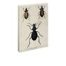 JAY - Jay Biologica Beetle Notebook JAY - Jay Biologica Beetle Notebook