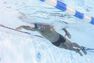 NABAIJI - L Swimming Goggles Spirit Smoked Lenses - Magnolia NABAIJI - L Swimming Goggles Spirit Smoked Lenses - Magnolia