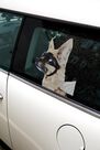 Urban Outfitters - ASSORT Dog Car Decal Urban Outfitters - ASSORT Dog Car Decal