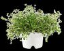 CLICK & GROW - Click & Grow Refill Thyme White CLICK & GROW - Click & Grow Refill Thyme White