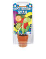 DUNE CRAFT - Dunecraft Message Beans Happy Birthday DUNE CRAFT - Dunecraft Message Beans Happy Birthday