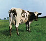 PINK FLOYD RECORDS - Atom Heart Mother Digipak | Pink Floyd PINK FLOYD RECORDS - Atom Heart Mother Digipak | Pink Floyd