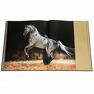 ASSOULINE UK - Arabian Horses ASSOULINE UK - Arabian Horses